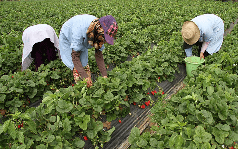 تكوين 200 عاملة موسمية مغربية في مجال ريادة الأعمال