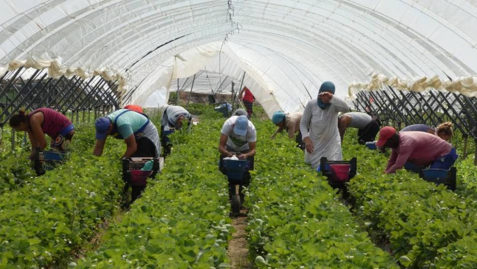 مطالب بحماية العاملات المغربيات بحقول الفراولة الإسبانية