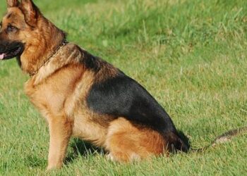 وزير يشترى سيارة لكلبين ويعيّن لهما سائقا خاصا