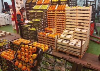 نمو ملحوظ في صادرات المغرب من الخضر والفواكه الطازجة إلى إسبانيا: مؤشرات قوية على تعزز الشراكة الزراعية