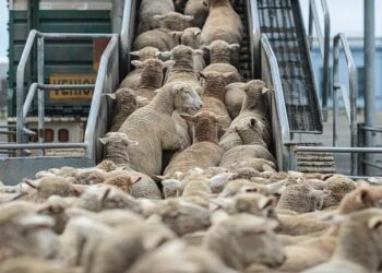 مخالفات صامتة تهدّد حصانة القطيع: أنوك تطالب بحزم مقابل نفي تجار الواجهة