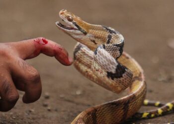 لدغة أفعى تكشف هشاشة المنظومة الصحية بطاطا: تأخر الإسعاف وغياب الأمصال يهددان أرواح المواطنين