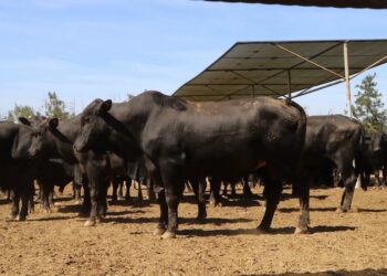 المغرب والبرازيل.. شراكة لحمية تتطور رغم التراجع المؤقت في الاستيراد