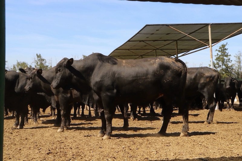 المغرب والبرازيل.. شراكة لحمية تتطور رغم التراجع المؤقت في الاستيراد