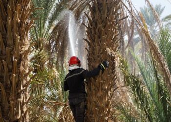 حرائق واحات الجنوب الشرقي تكشف ضعف البنية التحتية للوقاية المدنية ومطالب بتعزيز مراكز التدخل