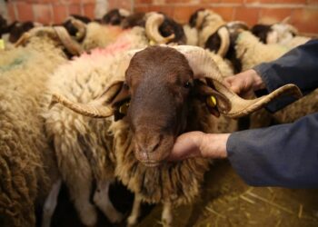 مربو الماشية يستعدون لإطلاق جمعية وطنية للدفاع عن السلالات البلدية