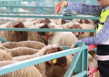 إصابات بمرض “اللسان الأزرق” في أغنام بإقليم العرائش واستنفار بيطري لاحتواء الوضع