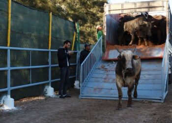 بلوغ سقف استيراد الأبقار الموجهة للذبح بالمغرب وسط ترقّب قرار حكومي جديد