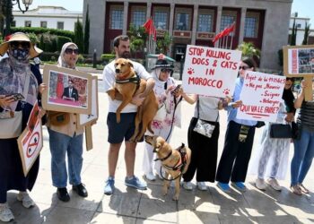 جدل مستمر بالمغرب حول “إبادة” الكلاب والقطط الضالة وجمعيات تناشد الملك للتدخل