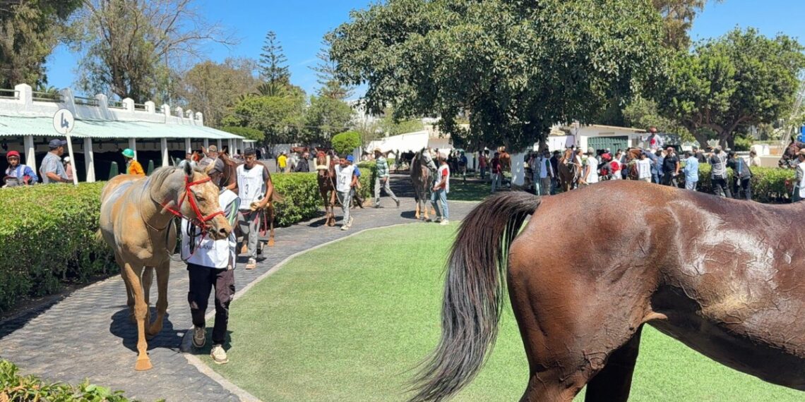 لقاء ببوزنيقة لبحث تحديات قطاع خيول السباق بالمغرب