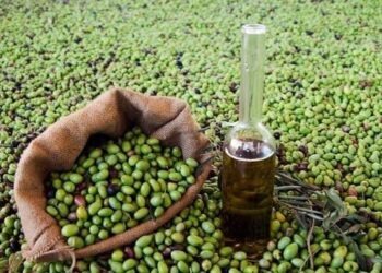 زيت الزيتون المغربي يحقق قفزة قياسية في السوق الإسبانية